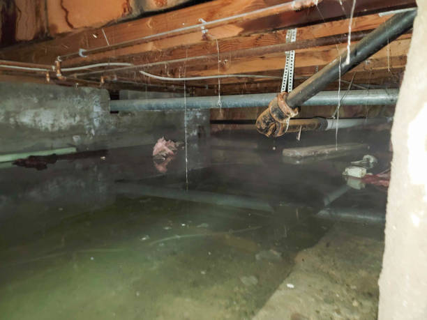 Best Local water damage restoration  in Marshallville, GA